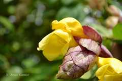 Gmelina philippensis